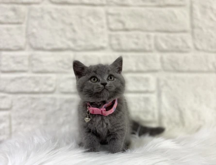 British Shorthair Fiyatları Hakkında Merak Edilenler