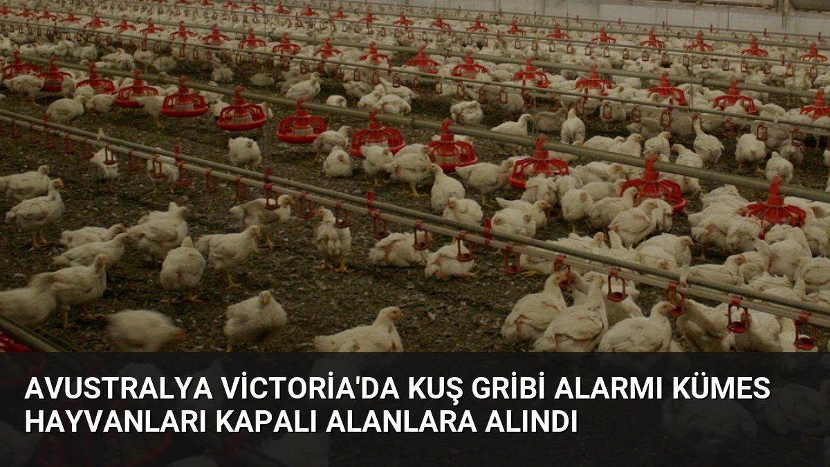 Avustralya Victoria’da Kuş Gribi Alarmı Kümes Hayvanları Kapalı Alanlara Alındı