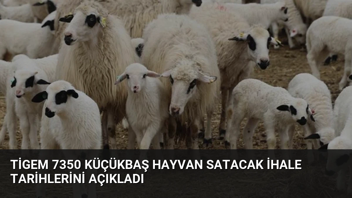 TİGEM 7350 Küçükbaş Hayvan Satacak İhale Tarihlerini Açıkladı